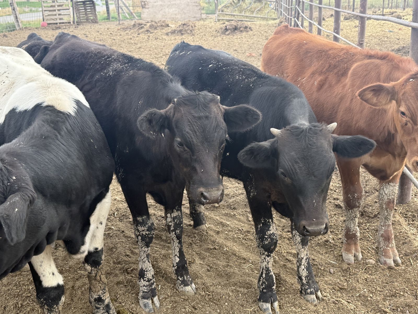 Calves for sale