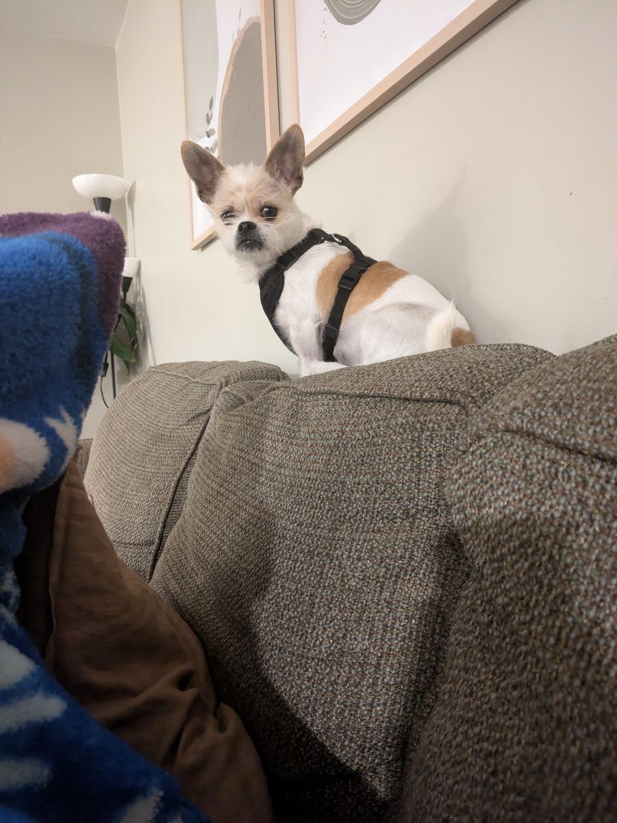 Rehoming a dog