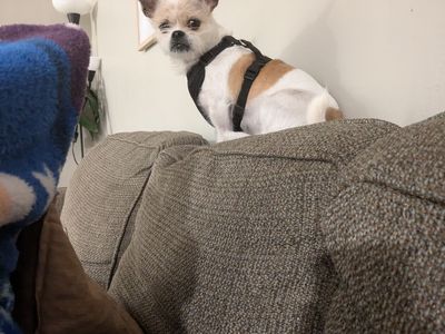 Rehoming a dog
