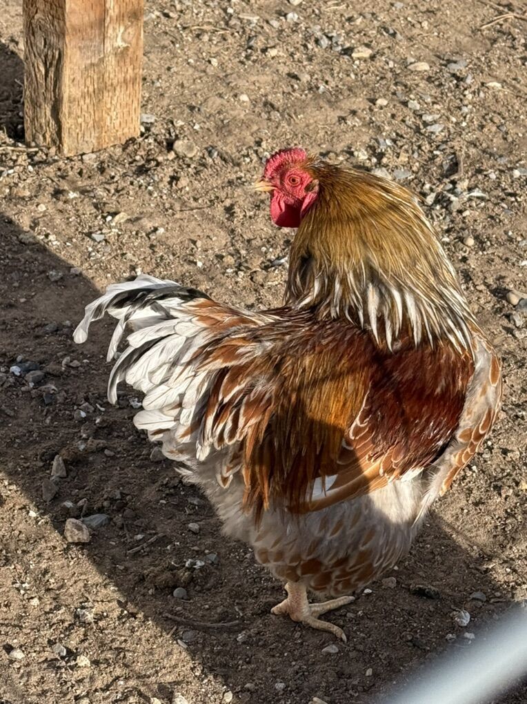 Blue Laced Red Wyandotte