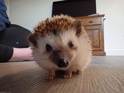 Male Hedgehog