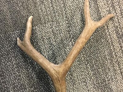 Deer- Shed-