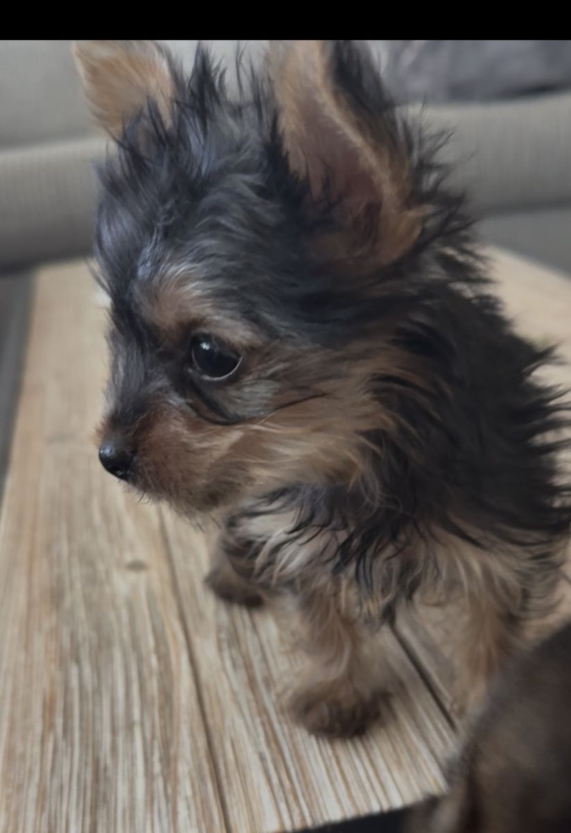 Purebred Teacup Yorkshire Terrier Puppy - 12 Weeks, 1.2 lbs Black & Tan