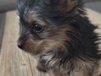 Purebred Teacup Yorkshire Terrier Puppy - 12 Weeks, 1.2 lbs Black & Tan