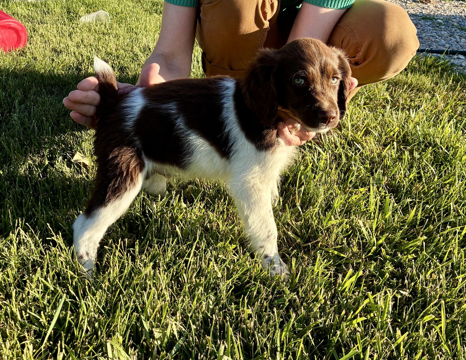 Reg Brittany male pup