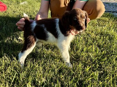Reg Brittany male pup