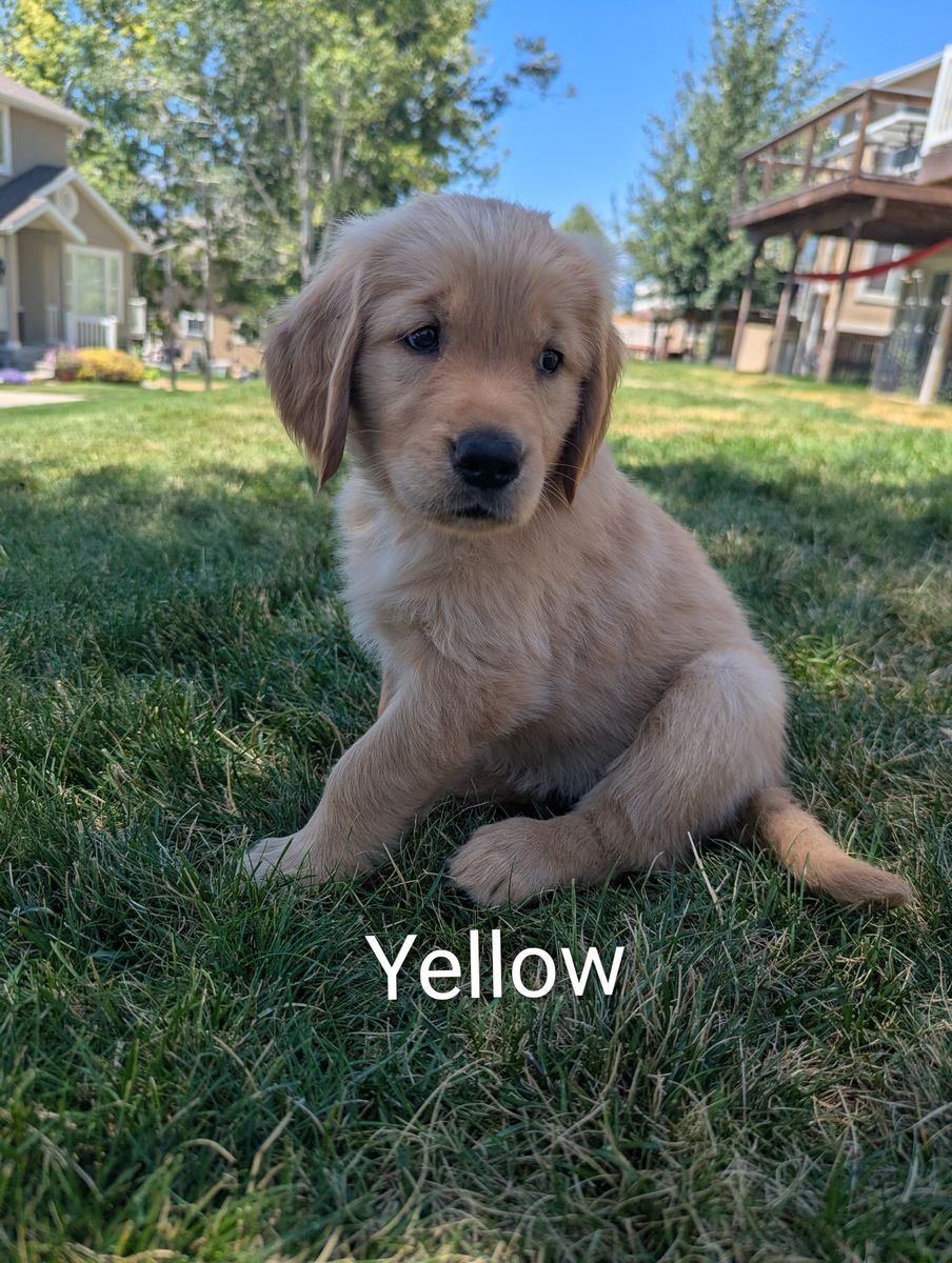 AKC Golden Retriever Puppies