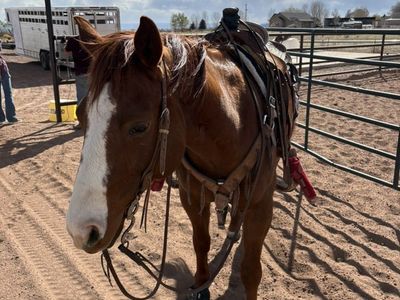 8 Year Old Sorrel Gelding Head/ Heel/cutting Horse