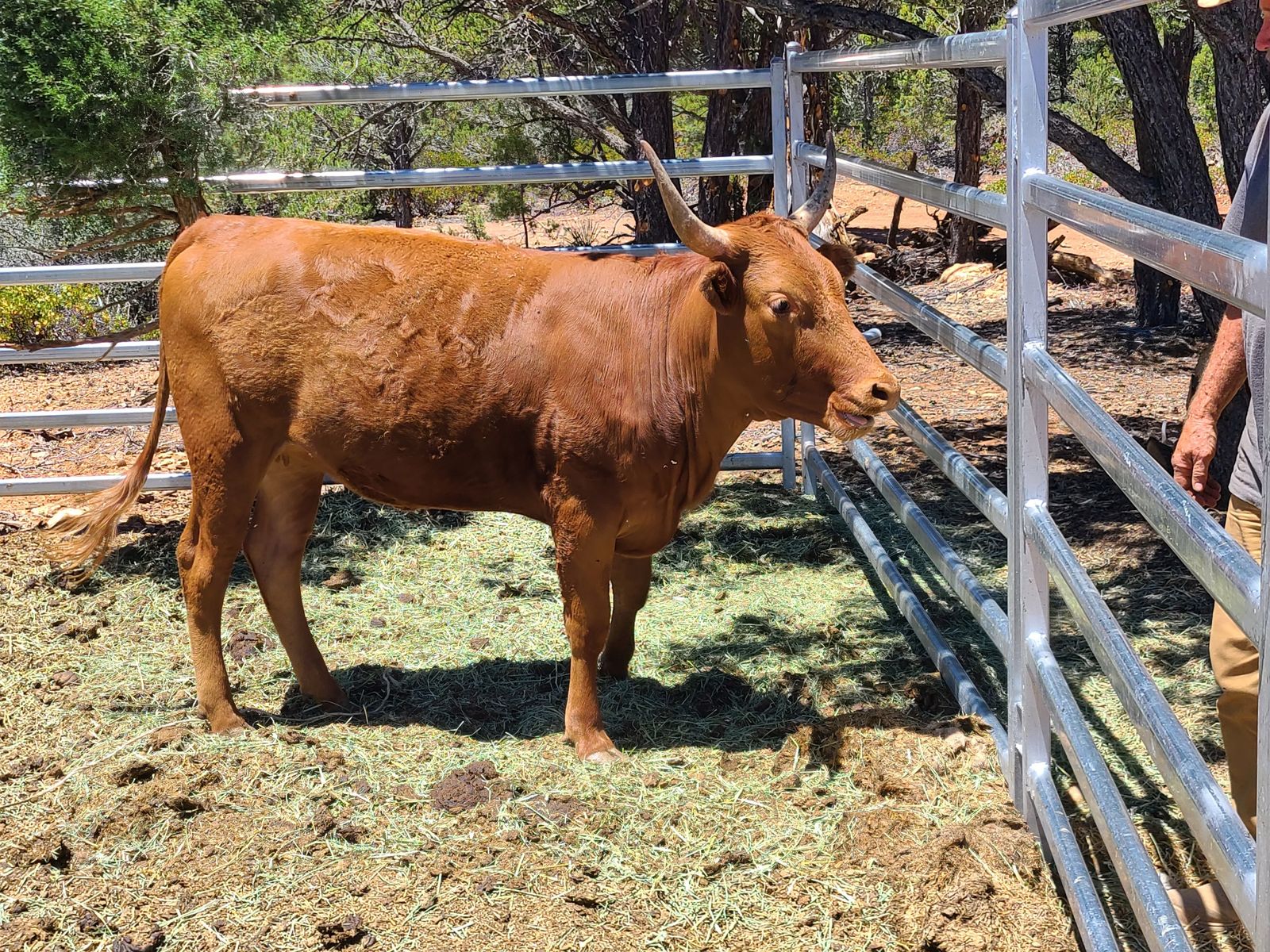 2 year old Wagu/Longhorn for sale.