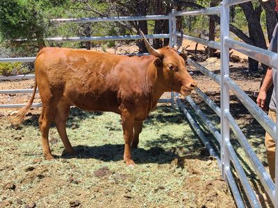 2 year old Wagu/Longhorn for sale.