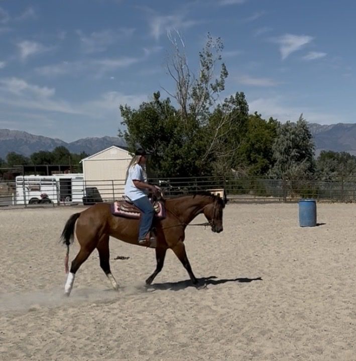 Reserve World Champion Mare Available for Sale or Onsite Care Lease