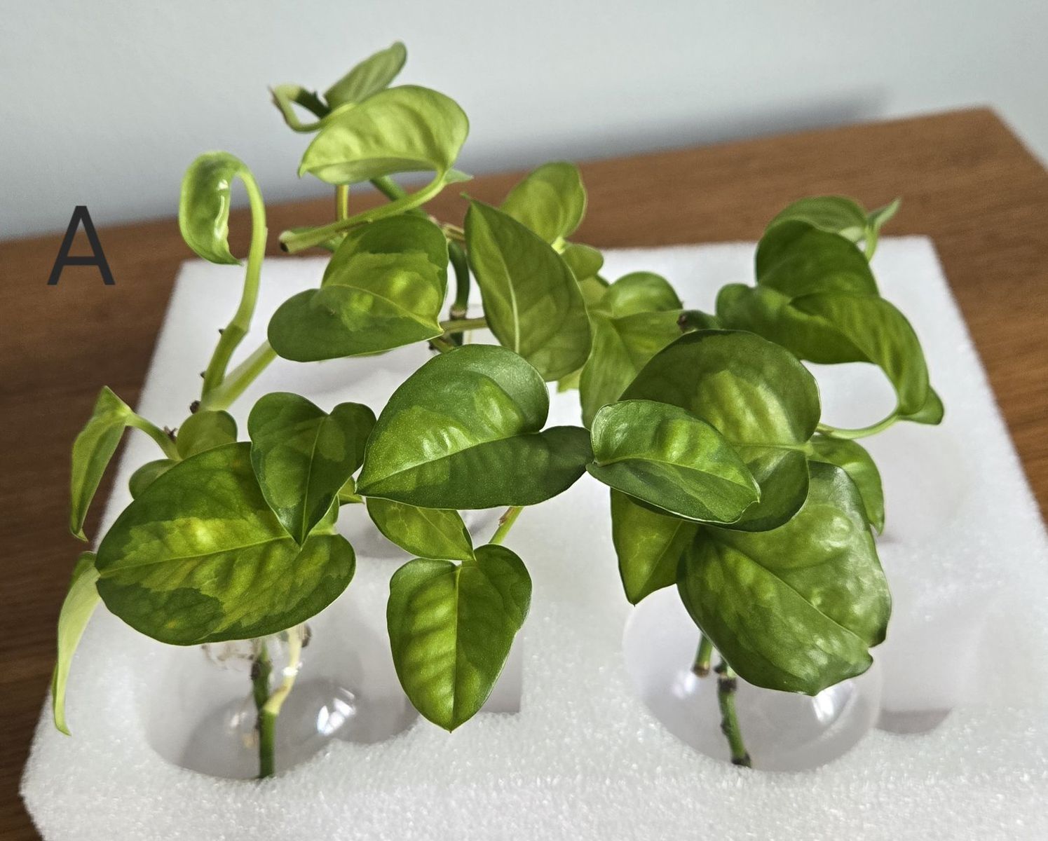 Green Global  Pothos Propagations