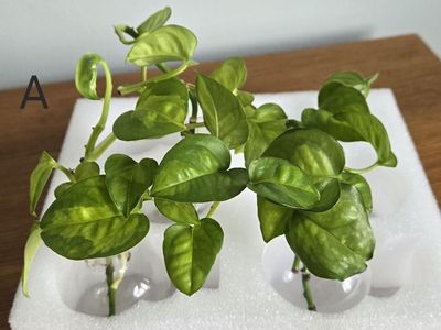Green Global Pothos Propagations