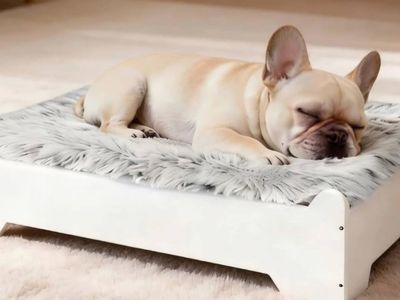 Small elevated dog bed