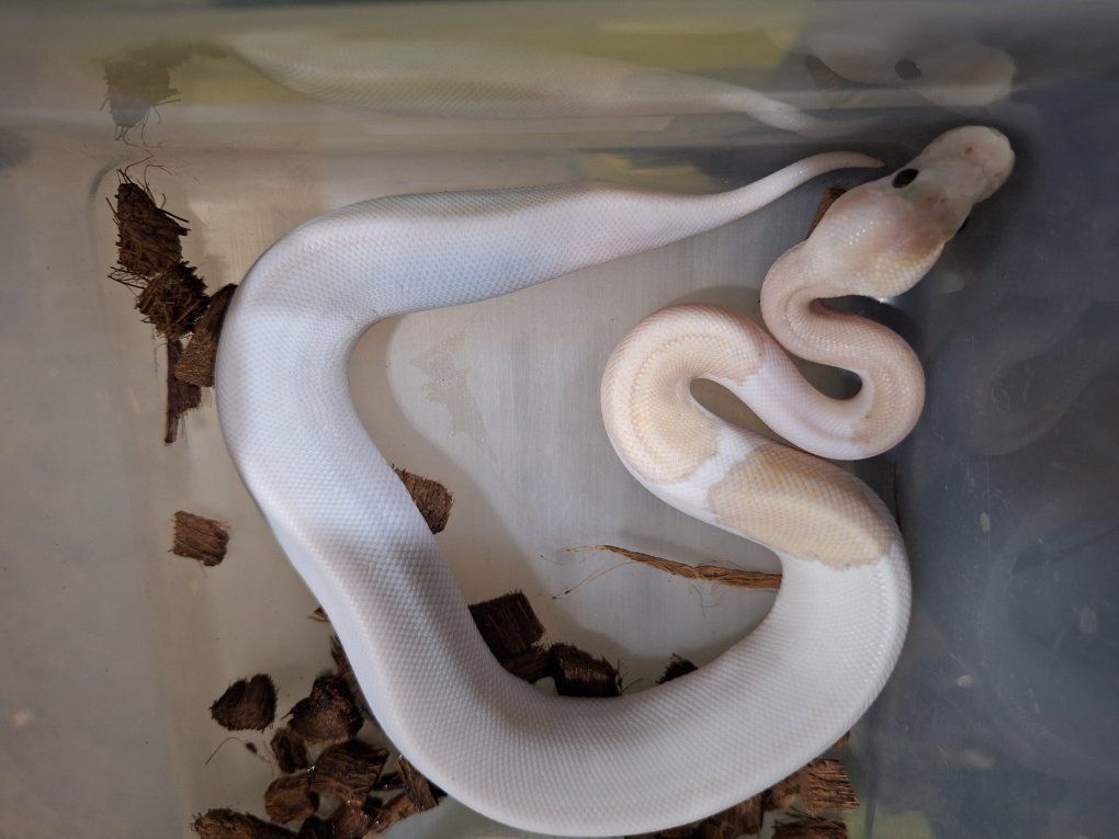 Banana Cinnamon Champagne ball python