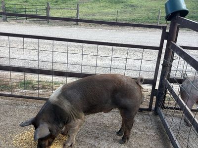 Boar For sale