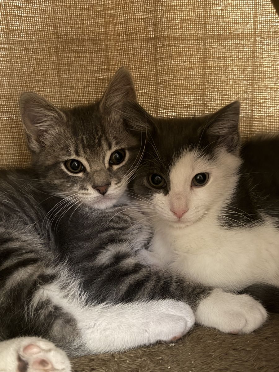 Kittens for sale!
