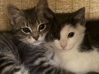 Kittens for sale!