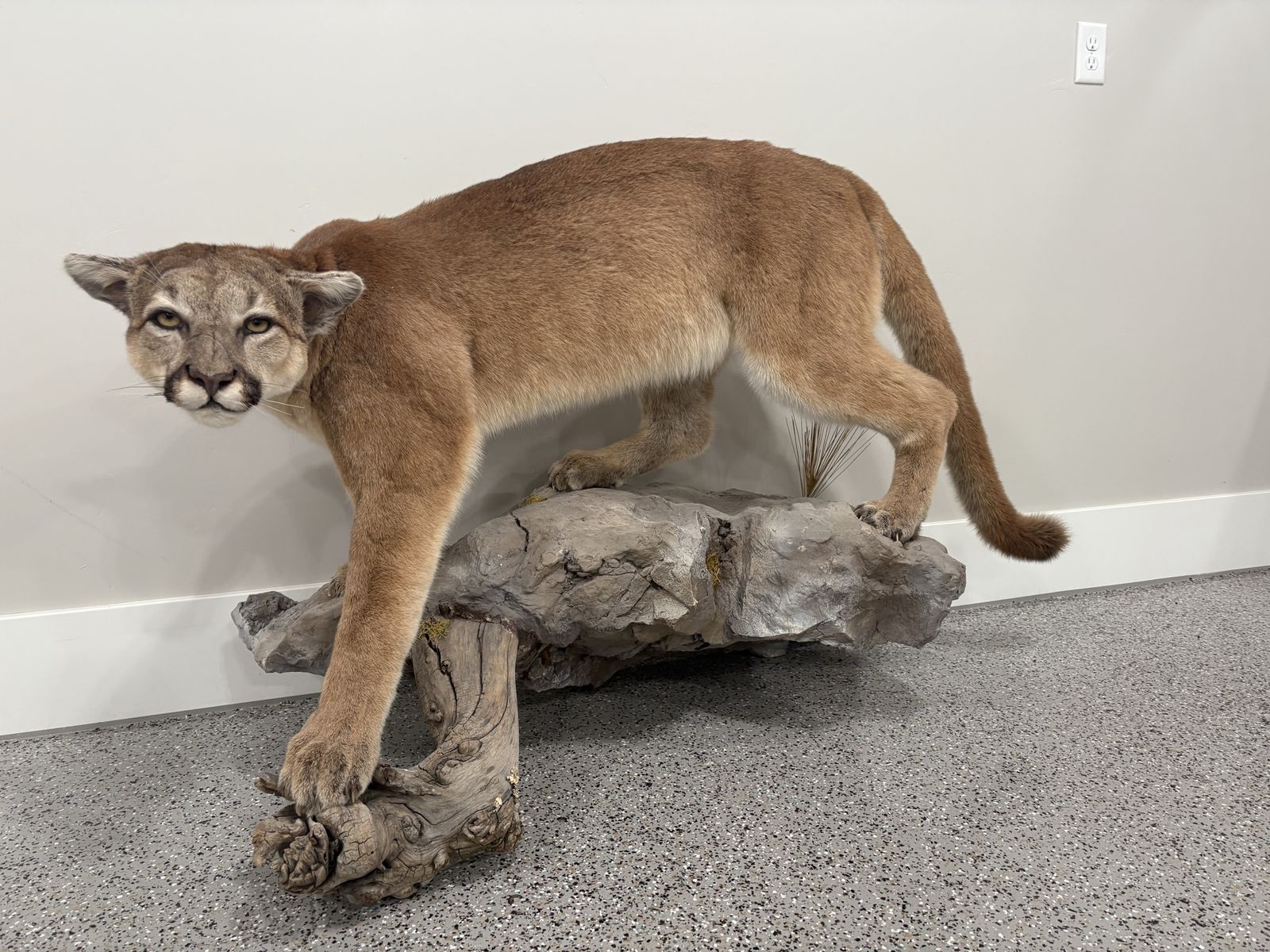 Cougar/mountain lion