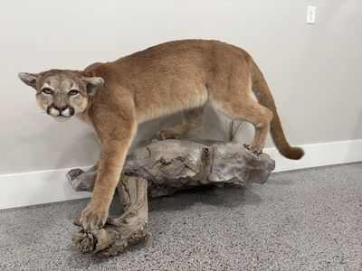 Cougar/mountain lion