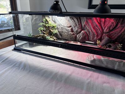Complete Reptile Enclosure Setup – Ready to Use