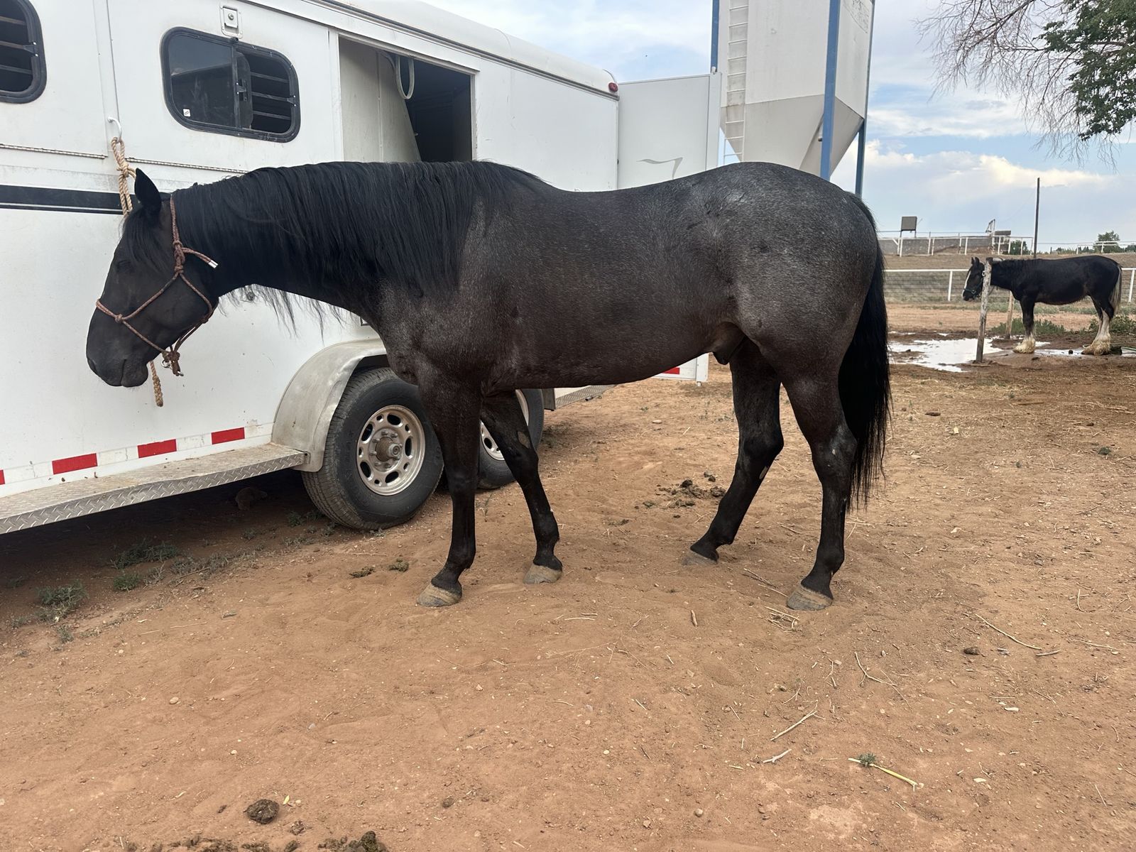 Big 7 year old gelding, part draft