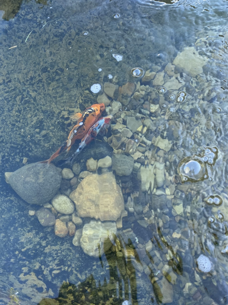Fish/Turtle