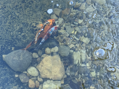 Fish/Turtle