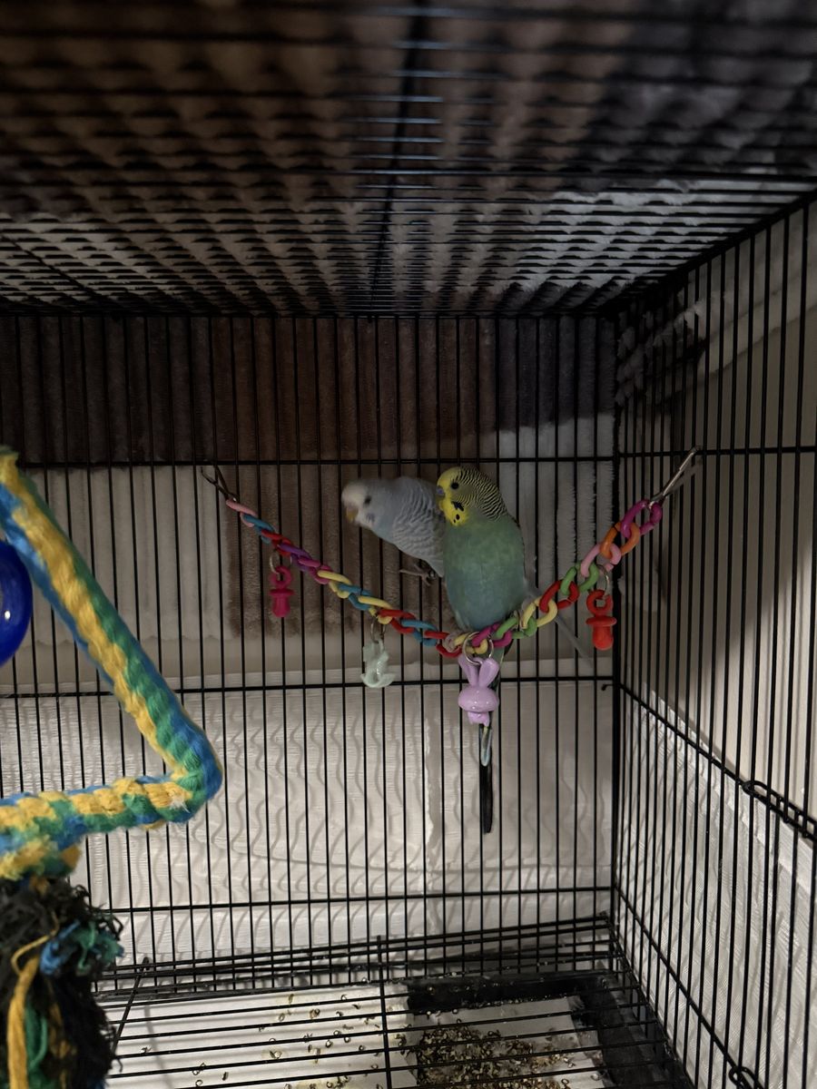 Parakeets