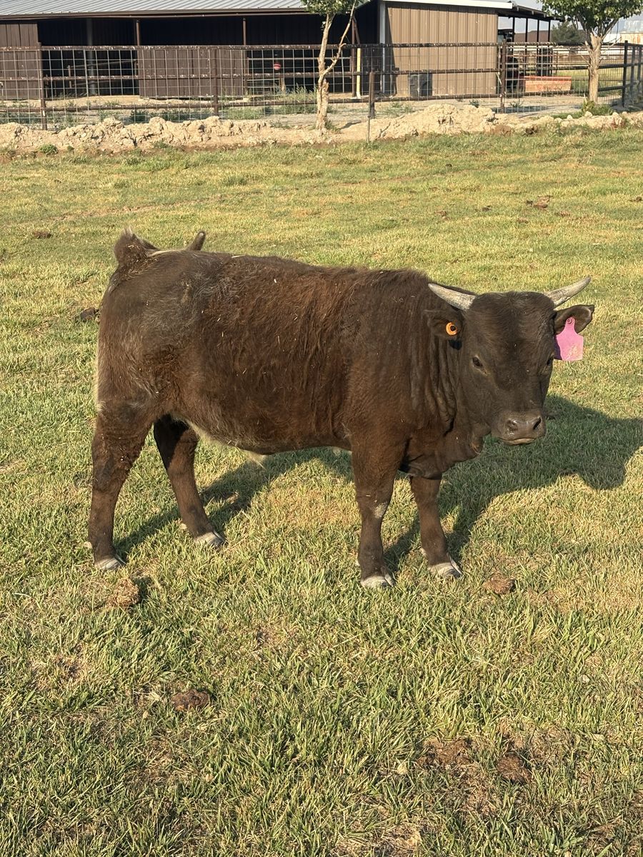 Miniature Highland heifer