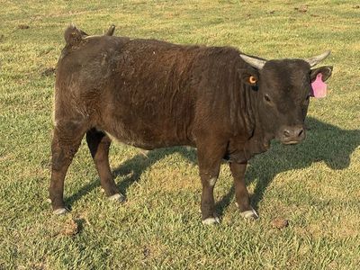 Miniature Highland heifer