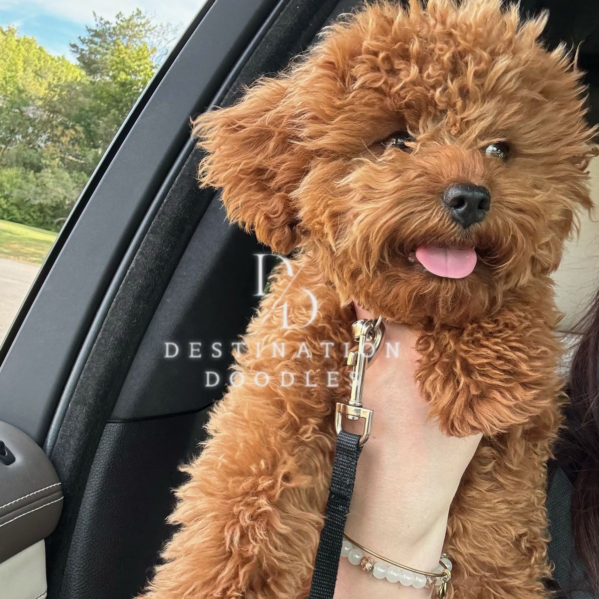 Solid Red Toy Cavapoo Stud 100% Clear! 7lbs