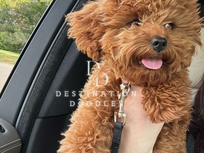Solid Red Toy Cavapoo Stud 100% Clear! 7lbs