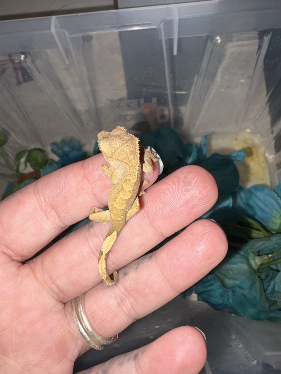 Baby crested geckos