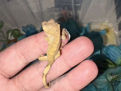 Baby crested geckos