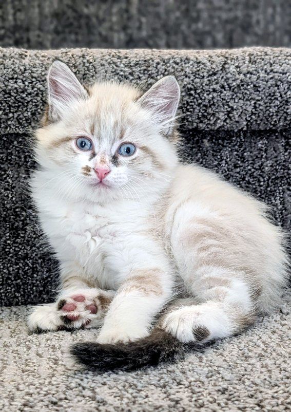 Adorable female kitten, gray and white kitten.