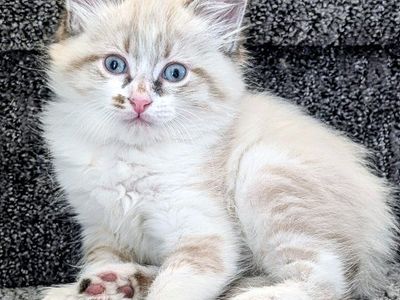 Adorable female kitten, gray and white kitten.