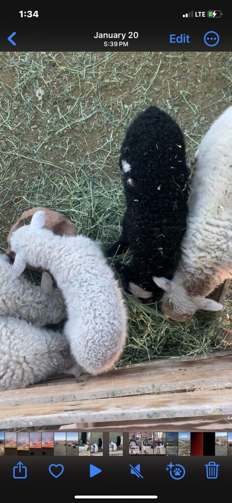 Navajo Churro Weaned Baby Ram