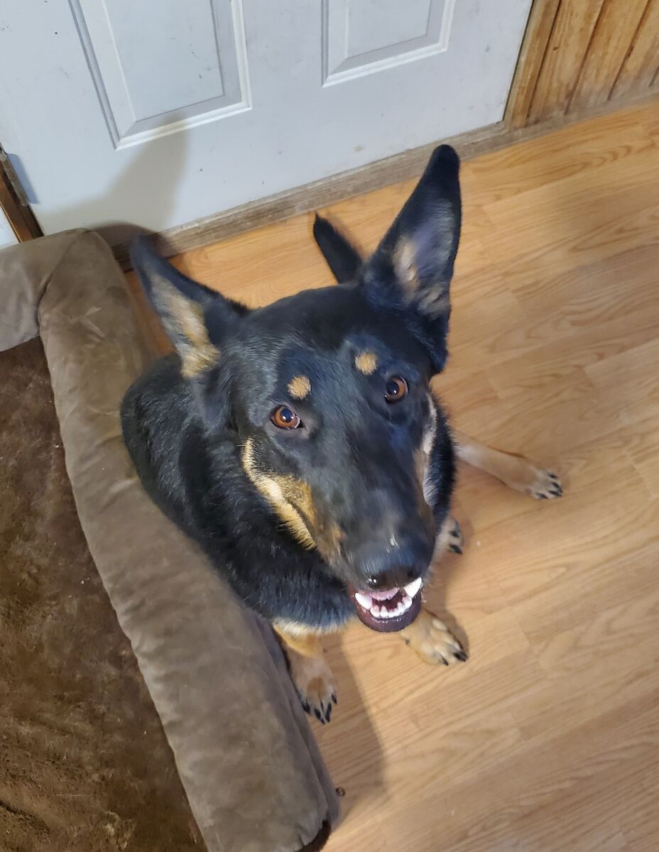 Female German Shepherd