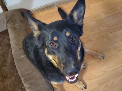 Female German Shepherd