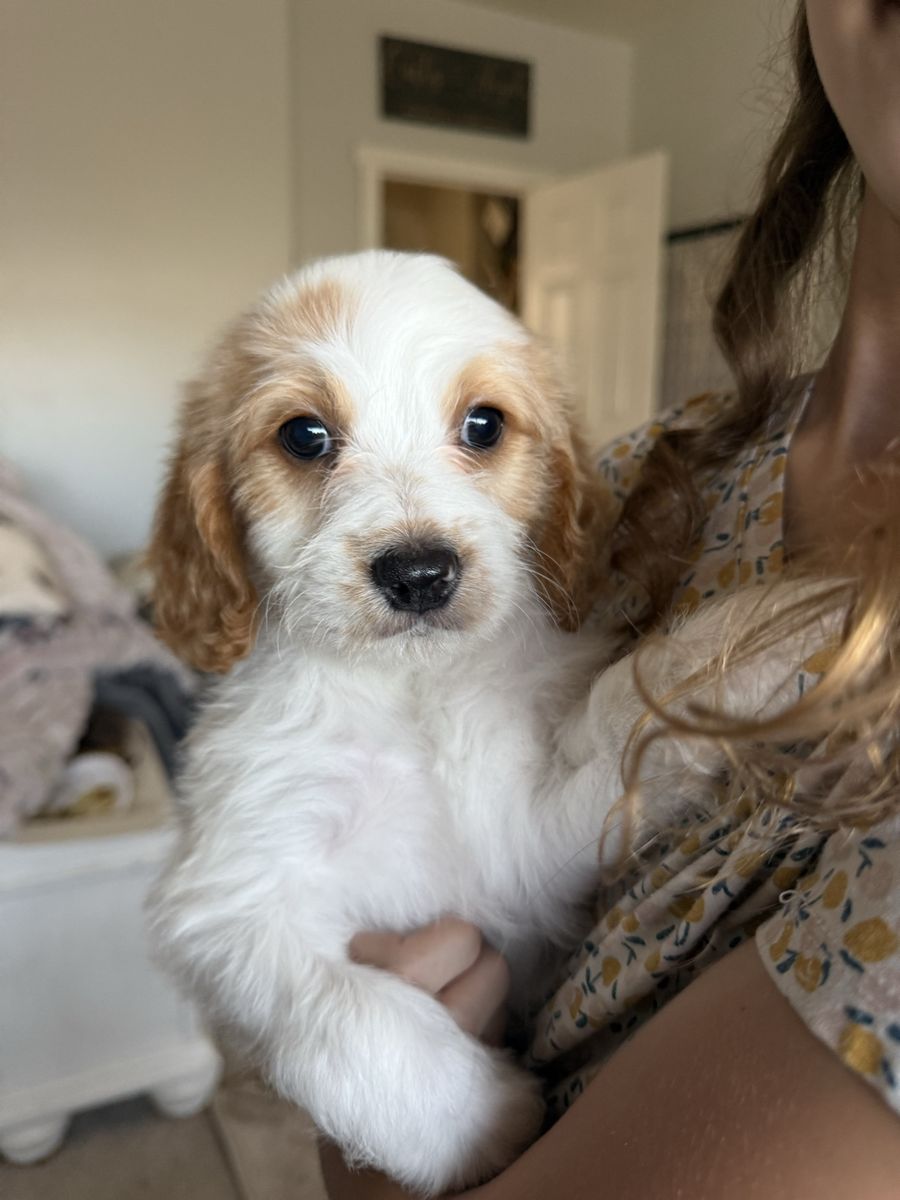 Cavapoo Male puppy