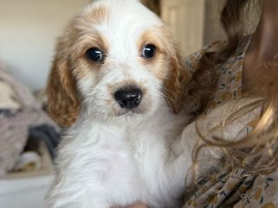Cavapoo Male puppy
