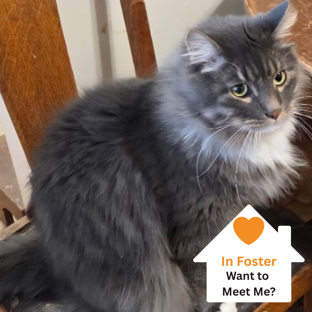 Hello my name is Hagrid