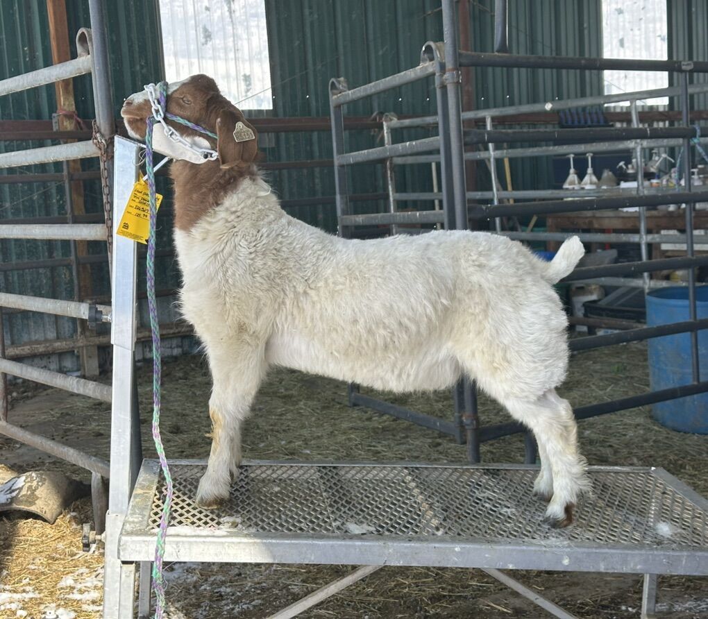 4h market Wether Boer Goat Halter Broke