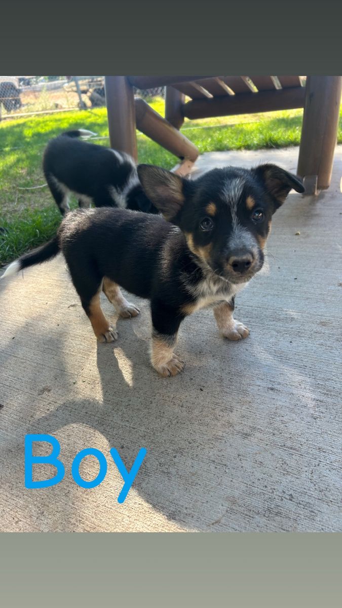 Cowboy Corgi Puppies - Male and Female Available