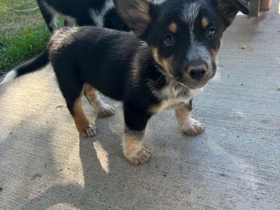 Cowboy Corgi Puppies - Male and Female Available