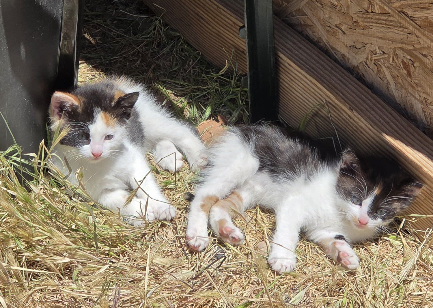 2 adorable female kittens for sale!