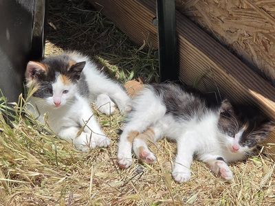 2 adorable female kittens for sale!