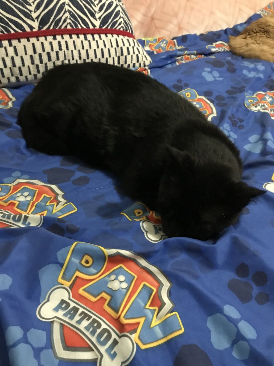 Lost black cat