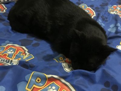 Lost black cat